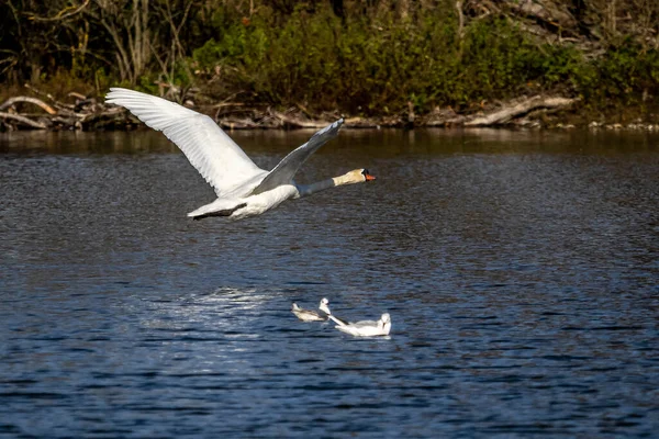 Cygnus Olor Est Une Espèce Amphibiens Famille Des Anatidae — Photo