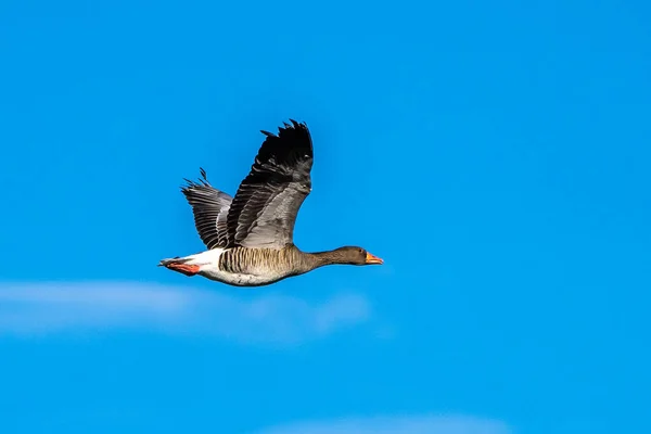 Χήνα Greylag Anser Anser Είναι Ένα Είδος Μεγάλης Χήνας Στην — Φωτογραφία Αρχείου