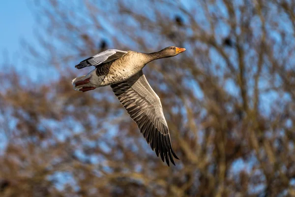 Anser Anser Anser Uma Espécie Ganso Família Anatidae Aves Aquáticas — Fotografia de Stock