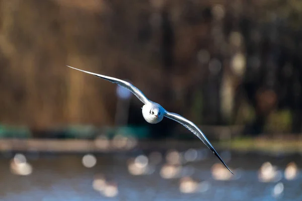 Larus Argentatus Avrupa Nın Batısındaki Tüm Martılar Arasında Çok Bilinen — Stok fotoğraf