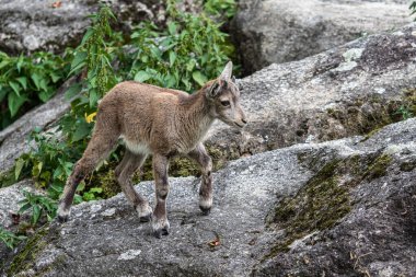 Yavru dağ keçisi - Capra dağ keçisi hayvanat bahçesinde