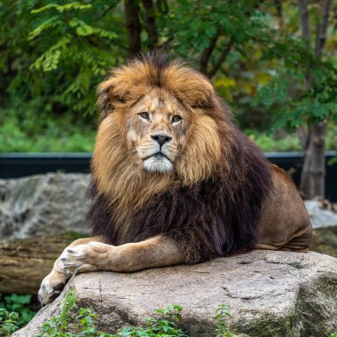 Aslan, Panthera leo, Panthera cinsindeki dört büyük kediden biridir ve Felidae familyasının bir üyesidir..