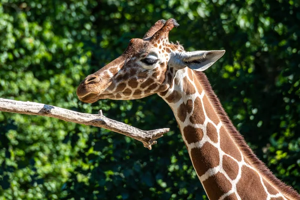 Καμηλοπάρδαλη Giraffa Camelopardalis Είναι Ένα Αφρικανικό Οπληφόρο Θηλαστικό Ψηλότερο Από — Φωτογραφία Αρχείου