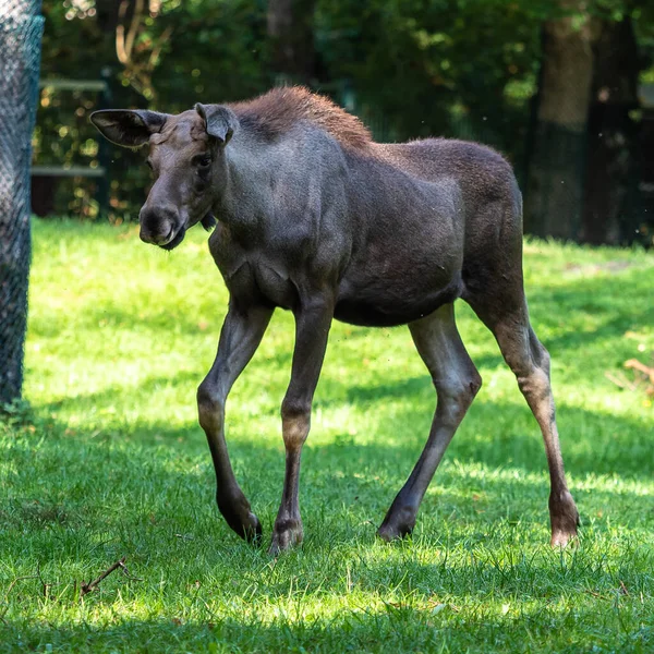 Orignal Europe Alces Alces Également Connu Sous Nom Wapiti Animaux — Photo