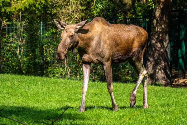 European Moose Alces Alces Also Known Elk Wild Life Animal — Stock Photo, Image