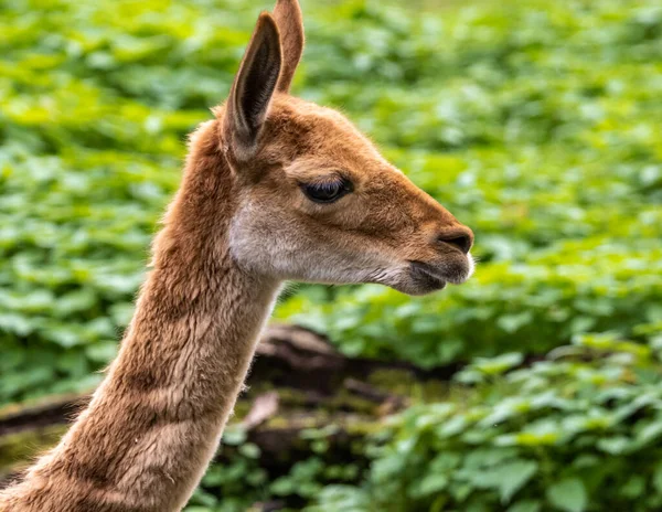 Vicunas Vicugna Vicugna Příbuzní Lamy Kteří Žijí Vysokých Alpských Oblastech — Stock fotografie