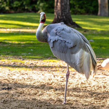 Sarus vinci, Grus antigone Hindistan 'ın Güneydoğu Asya ve Avustralya' nın bazı bölgelerinde bulunan büyük bir göçmen olmayan turnadır..