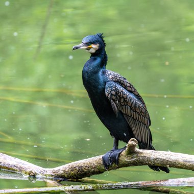 Kuzey yarımküre boyunca büyük siyah karabatak olarak bilinen büyük karabatak, Avustralya 'daki siyah karabatak ve Yeni Zelanda' nın daha güneyindeki siyah karabatak