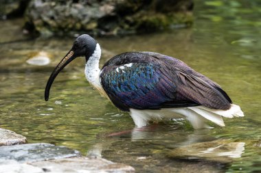 Saman boyunlu Ibis, Threskiornis spinicollis, Threskiornithidae familyasından bir kuş türü..
