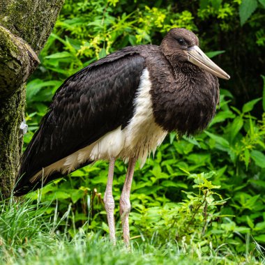Kara leylek, Ciconia nigra leylek familyasından büyük bir kuş türü..