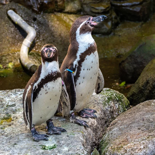 Humboldt Penguin Spheniscus Humboldti Zwany Również Peruwiański Pingwin Lub Patranca — Zdjęcie stockowe