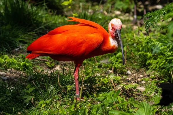 Scarlet Ibis Eudocimus Ruber Threskiornithidae 속하는 따오기의 일종이다 남아메리카와 카리브해의 — 스톡 사진