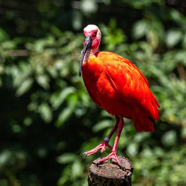 Scarlet Ibis Eudocimus Ruber Είναι Ένα Είδος Ibis Της Οικογένειας — Φωτογραφία Αρχείου