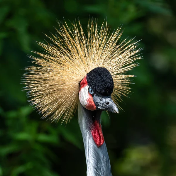 Black Crowned Crane Balearica Pavonina Pták Jeřábové Rodiny Gruidae — Stock fotografie