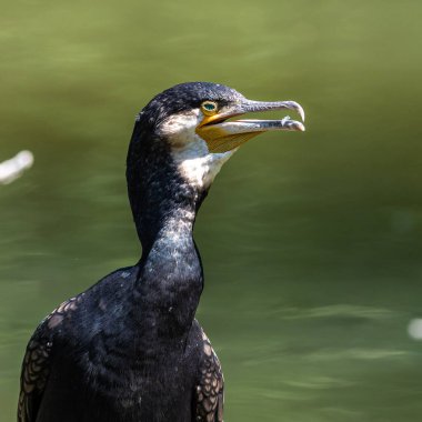 Kuzey yarımküre boyunca büyük siyah karabatak olarak bilinen büyük karabatak, Avustralya 'daki siyah karabatak ve Yeni Zelanda' nın daha güneyindeki siyah karabatak