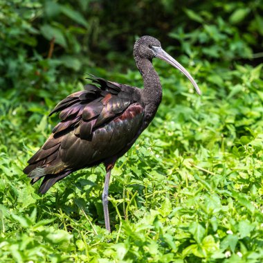 Parlak aynak, Plegadis falcinellus, Threskiornithidae familyasından bir kuş türü..