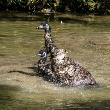 Dromaius novaehollandiae, devekuşunun ratit akrabası olan devekuşundan sonra yaşayan en büyük ikinci kuş türüdür. Avustralya 'ya özgüdür.