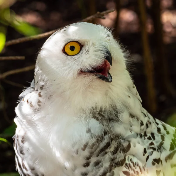 스노이 Snowy Owl Bubo Scandiacus 올빼미 올빼미이다 흰올빼미 의원산지는 북아메리카와 — 스톡 사진