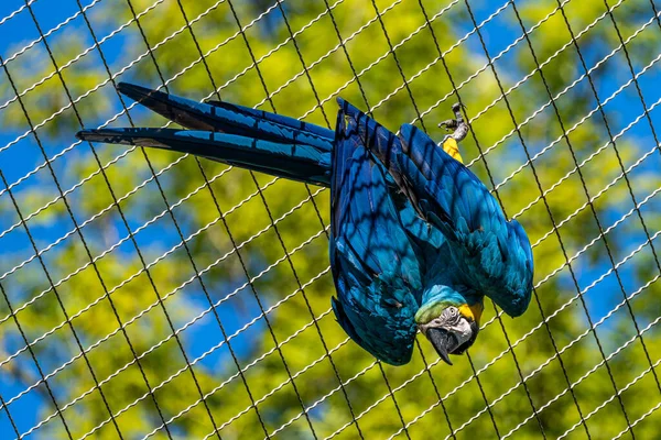 노란색의 마카우 Blue Yellow Macaw 황금색의 마카우 Ara Ararauna 대부분 — 스톡 사진