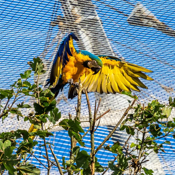 Niebiesko Żółty Macaw Ara Ararauna Znany Również Jako Niebiesko Złoty — Zdjęcie stockowe