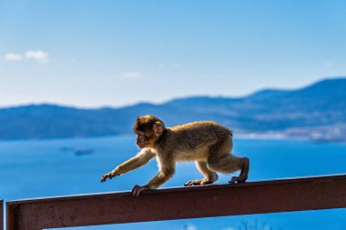 Close up of a wild macaque or Gibraltar monkey, one of the most famous attractions of the British overseas territory. clipart