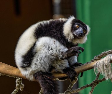 Siyah beyaz lemur, Varecia variegata Jerez de la Frontera, Endülüs İspanya