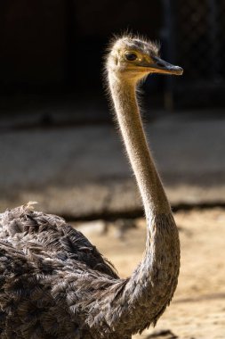 Kuzey Afrika devekuşu, Jerez de la Frontera 'daki Struth io kamelus, İspanya' daki Endülüs