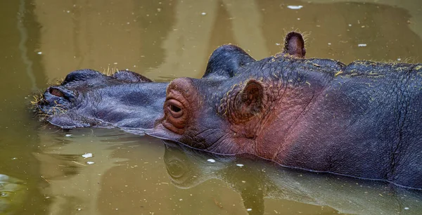 Hippo Hippopotamus Amphibius Jerez Frontera Andalusia Spain — Stock Photo, Image