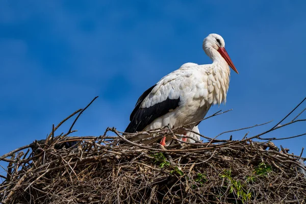 White Stork Ciconia Ciconia Jerez Frontera Andalusia Spain — 스톡 사진