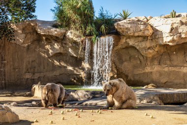 Kahverengi ayı, Ursus arctos Tabernas çölünde, Endülüs, İspanya Avrupa 'da