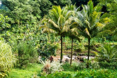 Trafalgar şelalelerine giden yolun manzarası. Morne Trois Pitons Ulusal Parkı, UNESCO Miras Alanı, Dominica, Leeward Adaları
