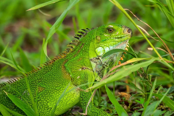 Iguana Verde Fort France Martinica Iguana Americana Reptil Lagarto Del — Foto de Stock