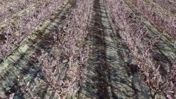 Persikoblomma Cieza Torre Videografi Ett Blomstrande Persikoträd Cieza Murcia Regionen — Stockvideo