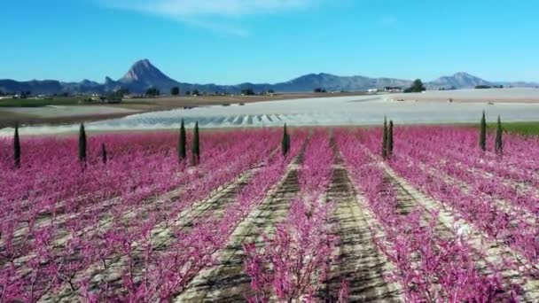 Peach Flossom Cieza Orchards Mirador Horno Macetua Відеографія Розквіту Персикових — стокове відео