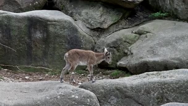 Jonge Baby Berg Steenbok Een Rots Capra Steenbok Een Duits — Stockvideo
