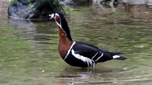 德国慕尼黑英国花园Kleinhesseloher湖中孤独的野鸭 — 图库视频影像