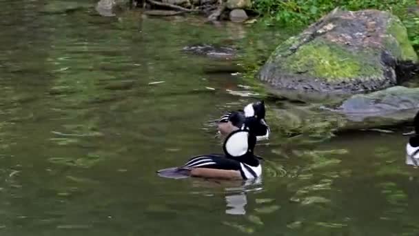 Bebek Liar Kesepian Danau Kleinhesseloher Taman Inggris Munich Jerman — Stok Video