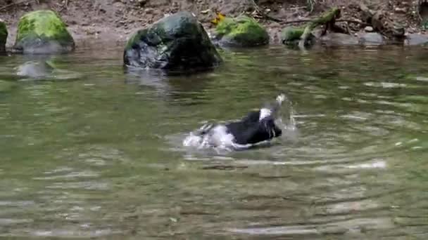 Magányos Vadkacsa Kleinhesseloher Tónál Angol Kertben Münchenben Németországban — Stock videók