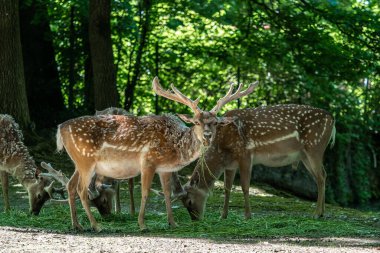 Fallow deer, Dama mezopotamya, Cervidae familyasından bir memeli türü..