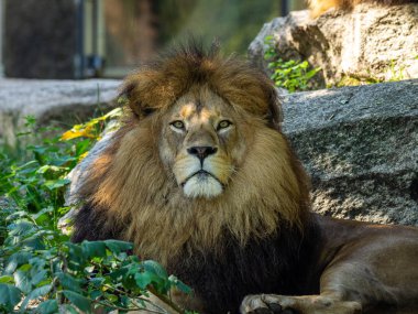 Aslan, Panthera leo, Panthera cinsindeki dört büyük kediden biridir ve Felidae familyasının bir üyesidir..