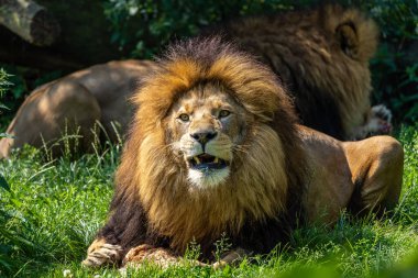 Aslan, Panthera leo, Panthera cinsindeki dört büyük kediden biridir ve Felidae familyasının bir üyesidir..