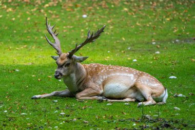 Fallow deer, Dama mezopotamya, Cervidae familyasından bir memeli türü..