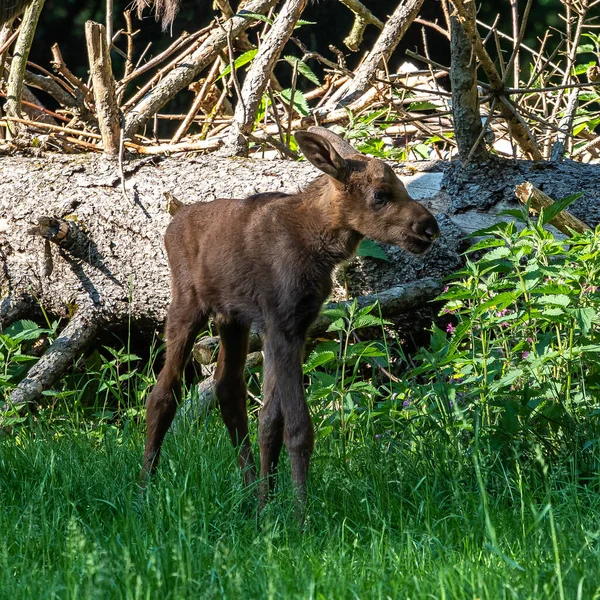 European Moose Alces Alces Επίσης Γνωστό Ελάφι Άγρια Ζώα — Φωτογραφία Αρχείου