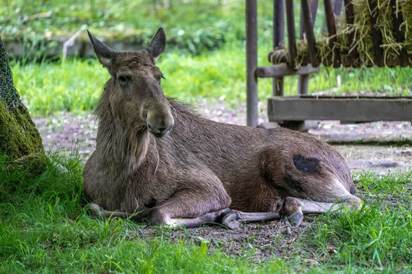 Europäischer Elch Alces Alces Auch Als Elch Bekannt Wildtier — Stockfoto