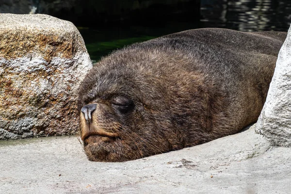 The South American sea lion, Otaria flavescens, formerly Otaria byronia, also called the Southern Sea Lion and the Patagonian sea lion