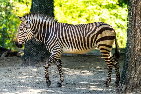 Zebra Górska Hartmanna Equus Zebra Hartmannae Jest Podgatunkiem Górskiej Zebry — Zdjęcie stockowe