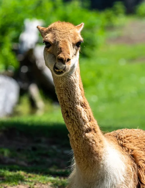 Vicunas Vicugna Vicugna Parentes Lhama Que Vivem Nas Altas Áreas — Fotografia de Stock