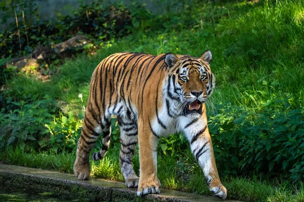 Tigre Sibérien Panthera Tigris Altaica Est Grand Chat Monde — Photo