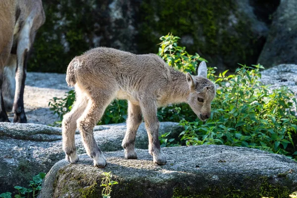 Jovem Bebê Montanha Ibex Capra Ibex Zoológico — Fotografia de Stock