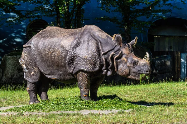 Rinoceronte Indio Rhinoceros Unicornis También Llama Rinoceronte Cuerno Mayor Rinoceronte — Foto de Stock